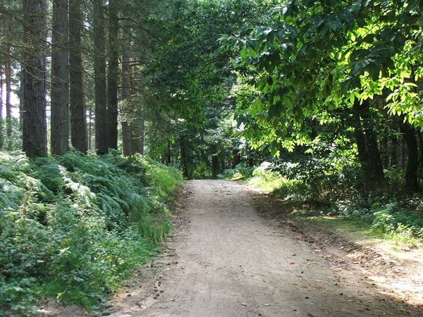 Image, UK, England, Notts, Sherwood Pine Forest