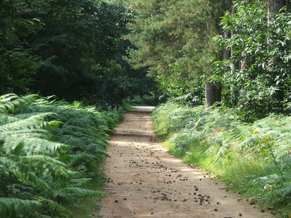 Image, UK, England, Notts, Sherwood Pine Forest