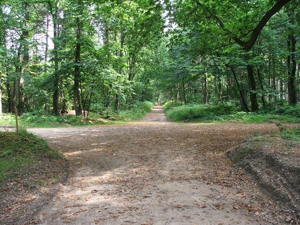 Image, UK, England, Notts, Sherwood Pine Forest