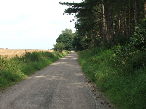 Image, UK, England, Notts, the road between Sherwood Pine Forest and Rufford