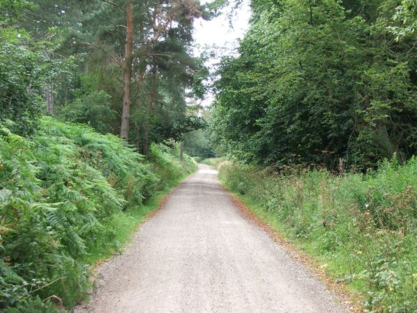 Image, UK, England, Notts, the road between Sherwood Pine Forest and Rufford