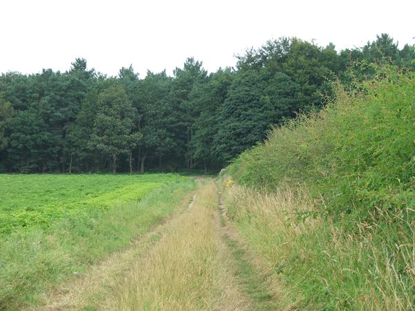 Image, UK, England, Notts, Robin Hood Way between Sherwood Pine Forest and Lidget