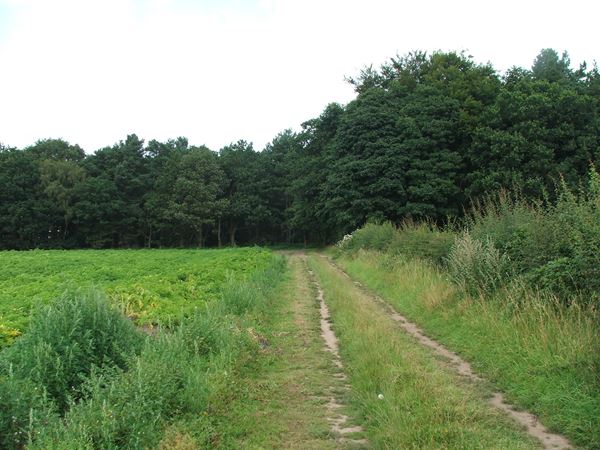 Image, UK, England, Notts, Robin Hood Way between Sherwood Pine Forest and Lidget