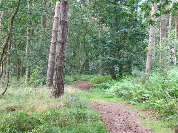 Image, UK, England, Notts, Robin Hood Way between Sherwood Pine Forest and Lidget