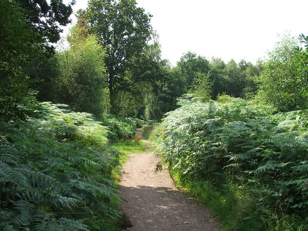 Image, UK, England, Notts, South border of the Sherwood Forest