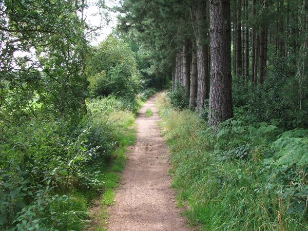 Image, UK, England, Notts, South border of the Sherwood Forest