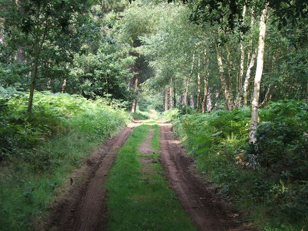 Image, UK, England, Notts, South border of the Sherwood Forest
