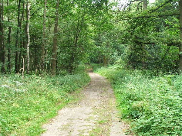 Image, UK, England, Notts, South West corner of the Sherwood Forest