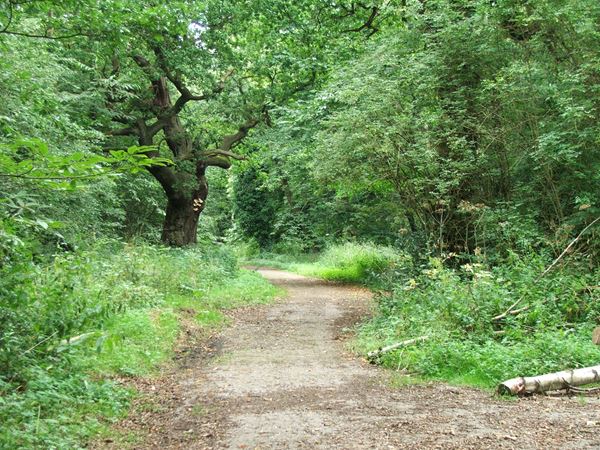 Image, UK, England, Notts, South West corner of the Sherwood Forest