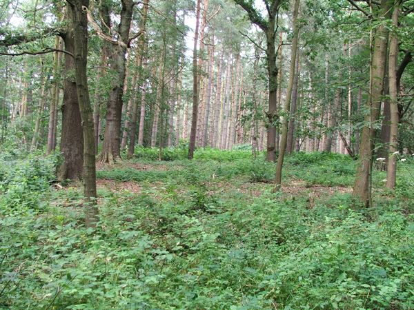 Image, UK, England, Notts, South West corner of the Sherwood Forest