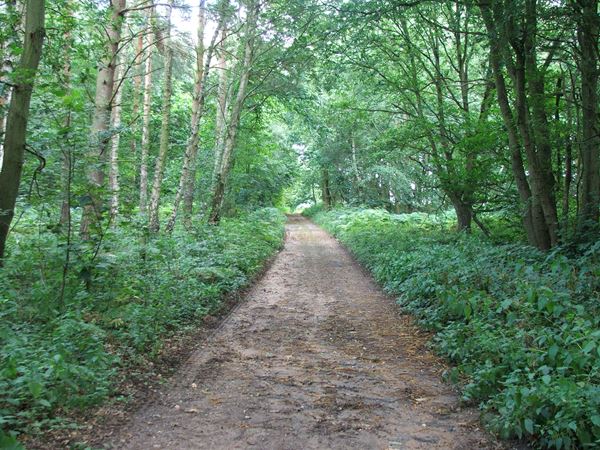 Image, UK, England, Notts, Robin Hood Way, Gleadthorpe Plantation