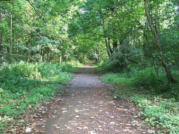Image, UK, England, Notts, Robin Hood Way, Holborn Hill Plantation