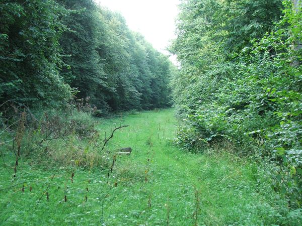 Image, UK, England, Notts, Robin Hood Way, Holborn Hill Plantation
