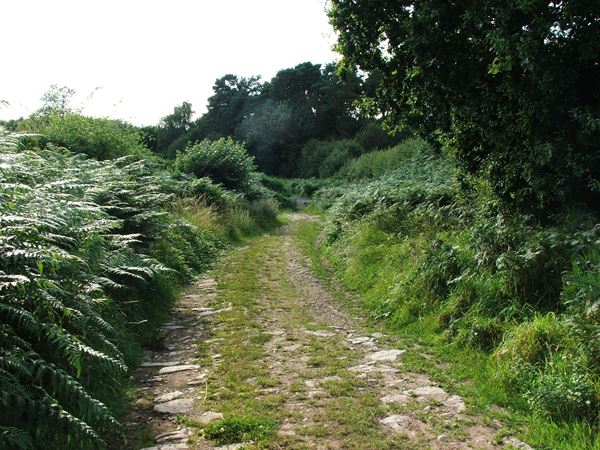 Image, UK, England, Notts, public foot path between North West corner of the Sherwood Forest and Market Warsop