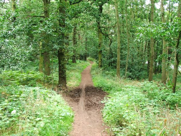 Image, UK, England, Notts, route 6 South West border of the Sherwood Forest 