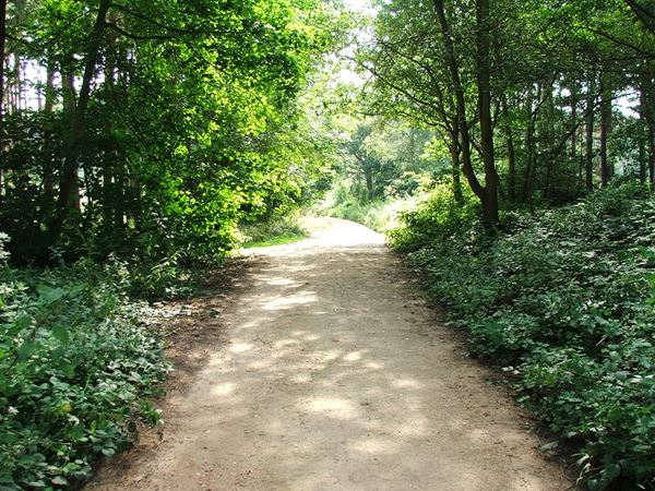 Image, UK, England, Bassetlaw, public foot path from Old Coach Road to Clumber Old Wood