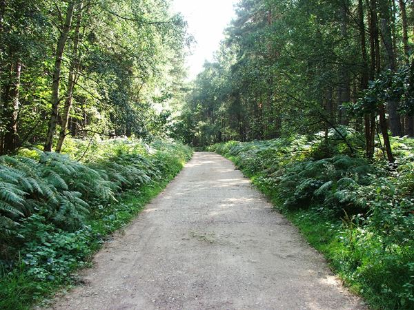 Image, UK, England, Bassetlaw, public foot path from Old Coach Road to Clumber Old Wood
