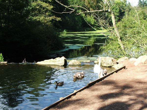 Image, UK, England, Bassetlaw, Clumber Park the South bank of the Clumber Lake