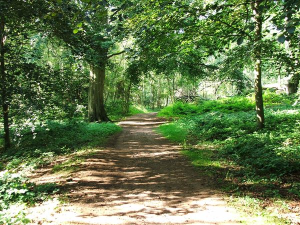 Image, UK, England, Bassetlaw, Clumber Park, foot path from Clumber Bridge to South Lodge