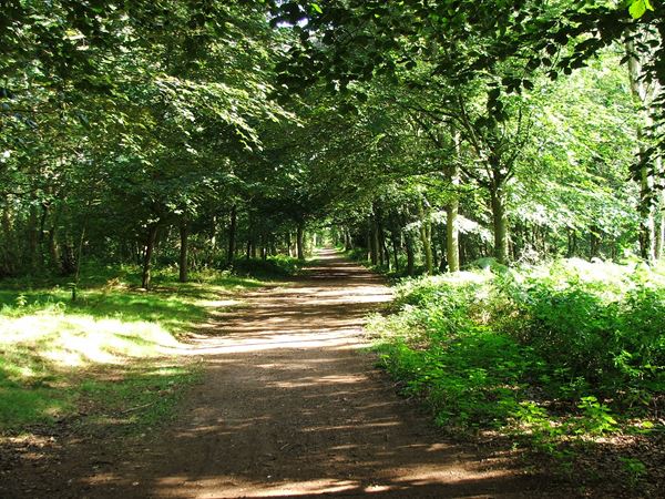 Image, UK, England, Bassetlaw, Clumber Park, foot path from Clumber Bridge to South Lodge