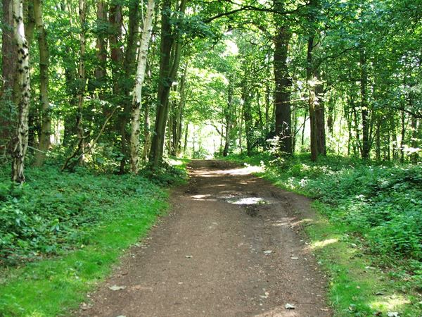 Image, UK, England, Bassetlaw, Clumber Park, foot path from Clumber Bridge to South Lodge