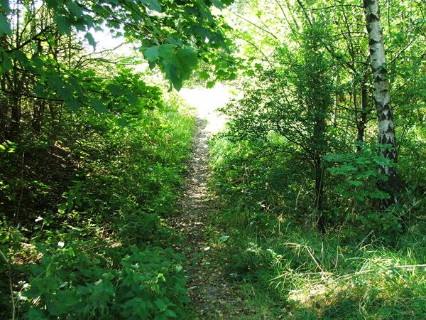 Image, UK, England, Derbyshire, Skegby Trail