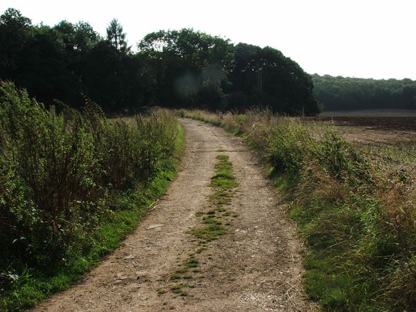 Image, UK, England, Derbyshire, Archaeological way between Roseland Wood and Langwith Wood