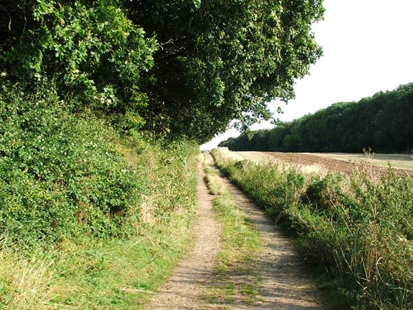 Image, UK, England, Derbyshire, Archaeological way between Roseland Wood and Langwith Wood