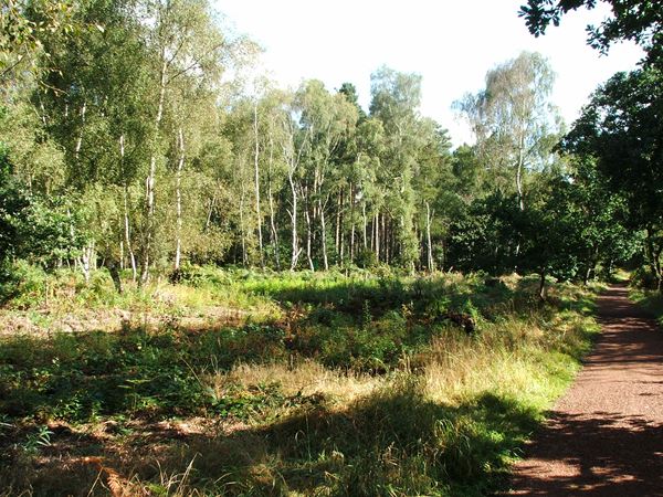Image, UK, England, Notts, public foot path Sherwood Forest
