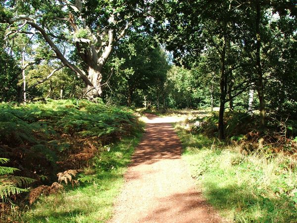 Image, UK, England, Notts, public foot path Sherwood Forest