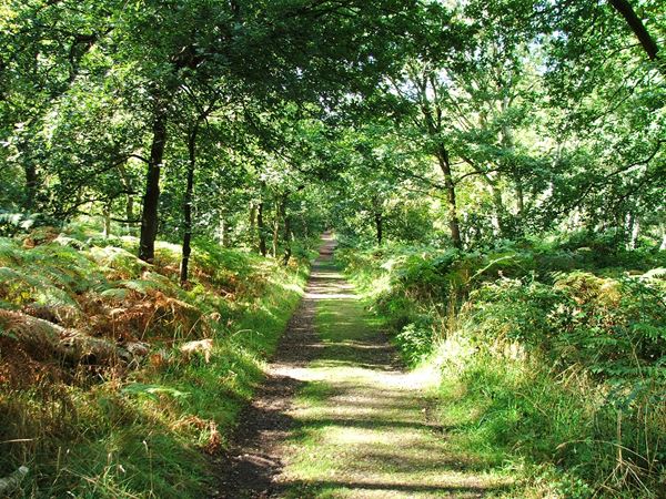 Image, UK, England, Notts, public foot path Sherwood Forest