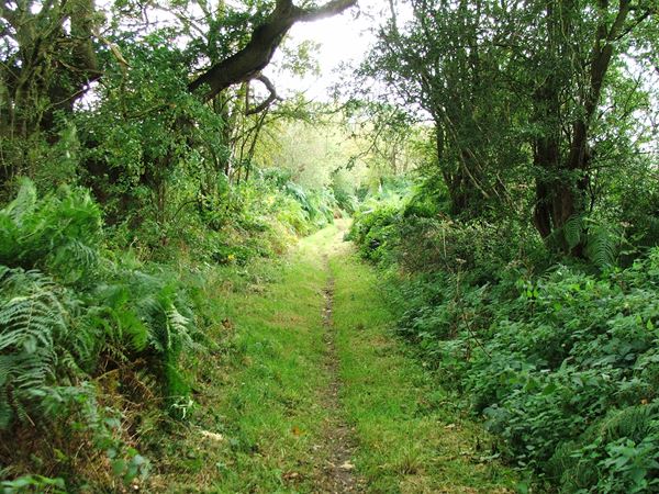 Image, UK, England, Notts, Sandy Lane (Path)